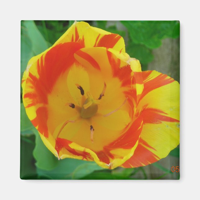 Íman o ímã Tulip (Frente)