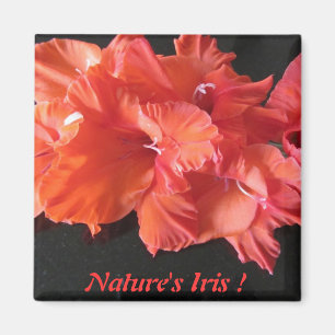 Íman O Íris Frig Magnet de Amber!