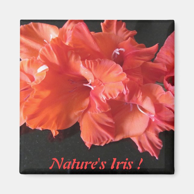 Íman O Íris Frig Magnet de Amber! (Frente)