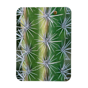 Íman O Jardim Botânico Huntington, Cacto Polvo