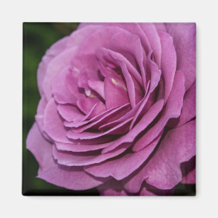Íman O jardim magenta aumentou