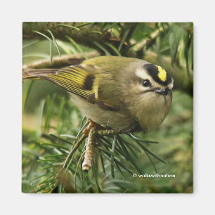 Íman O Kinglet pequeno bonito causa um stir no abeto
