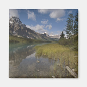 Íman O lago das aves aquáticas ao longo da pista de Ic