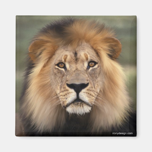 Íman O Leão (Frente)