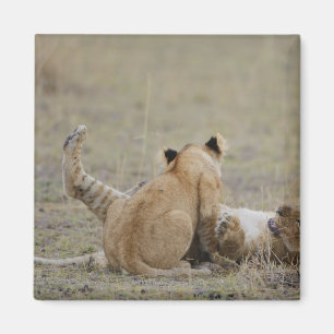 Íman O leão (Panthera leo) cubs o jogo na grama, Masai