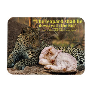 Íman O leopardo encontrar-se-á para baixo com o