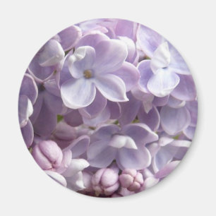 Íman O Lilac floresce ímã