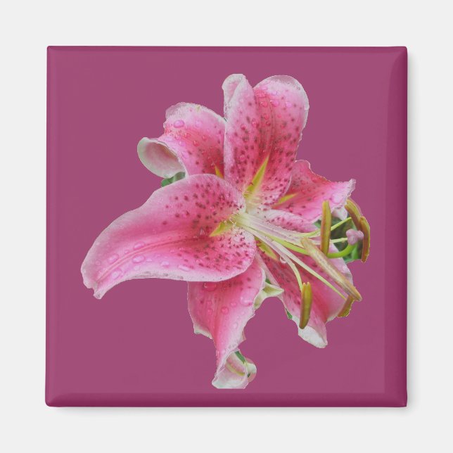 Íman O Lily Magnet de Carolyn (Frente)