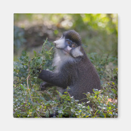 Íman O macaco de nariz pontiagudo do Schmidt