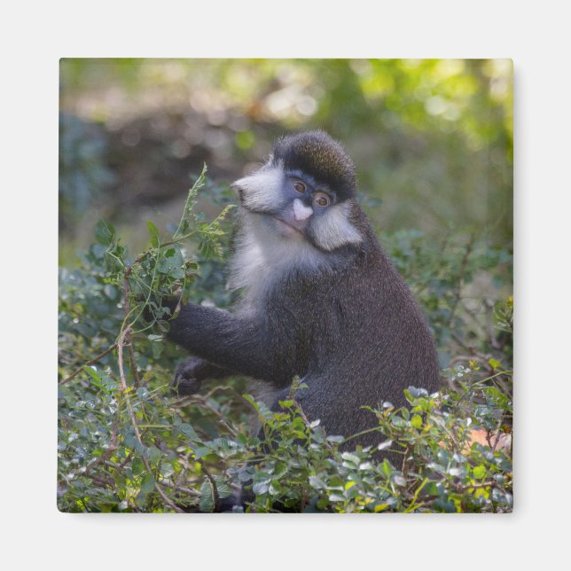 Íman O macaco de nariz pontiagudo do Schmidt (Frente)