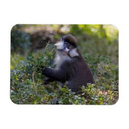 Íman O macaco de nariz pontiagudo do Schmidt