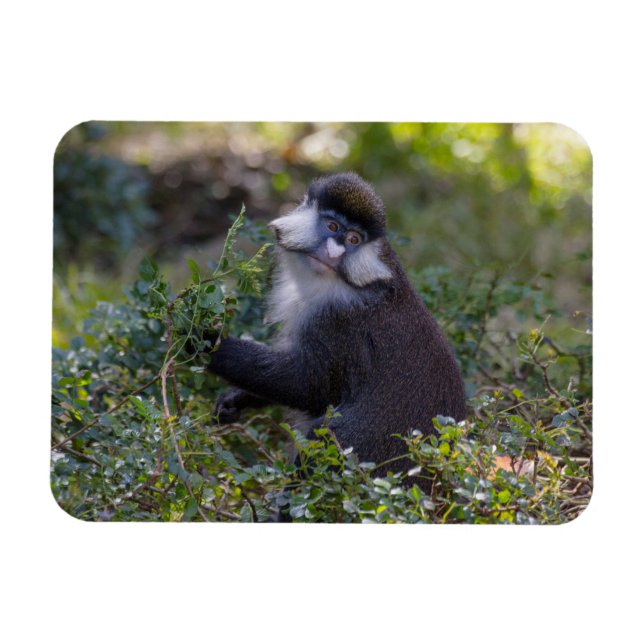 Íman O macaco de nariz pontiagudo do Schmidt (Horizontal)