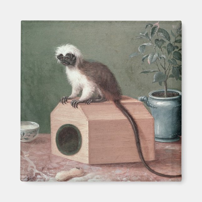 Íman O macaco favorito de Carl Linnaeus (Frente)