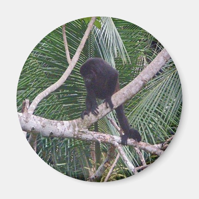 Íman O macaco Howler e o macaco bebê na Costa Rica na s (Frente)