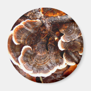 Íman O Magnet Do Cogumelo Da Turquia