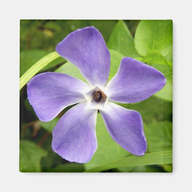 Íman O Maior Magnete Periwinkle (Frente)