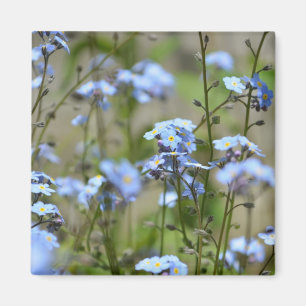 Íman O miosótis floresce o ímã