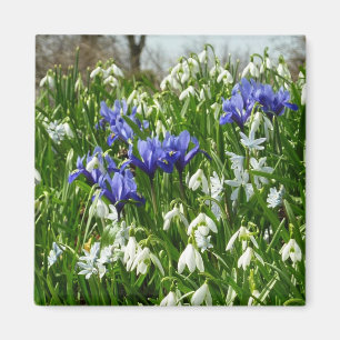 Íman O montanhês do primavera adiantado floresce a