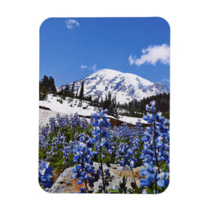 Íman O Monte Rainier no ponto do paraíso