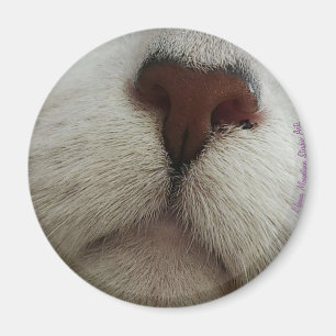 Íman O Nariz Conhece O Nariz Gato Nº 1