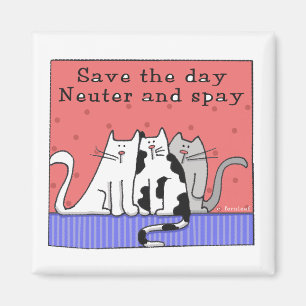 Íman O neutro de três gatos e Spay