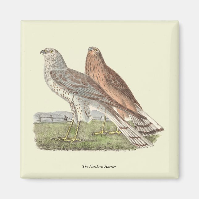 Íman O Norte Harrier NY Bird (Frente)