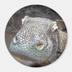 Íman O olhar de Komodo