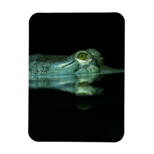 Íman O Olho Do Gavial