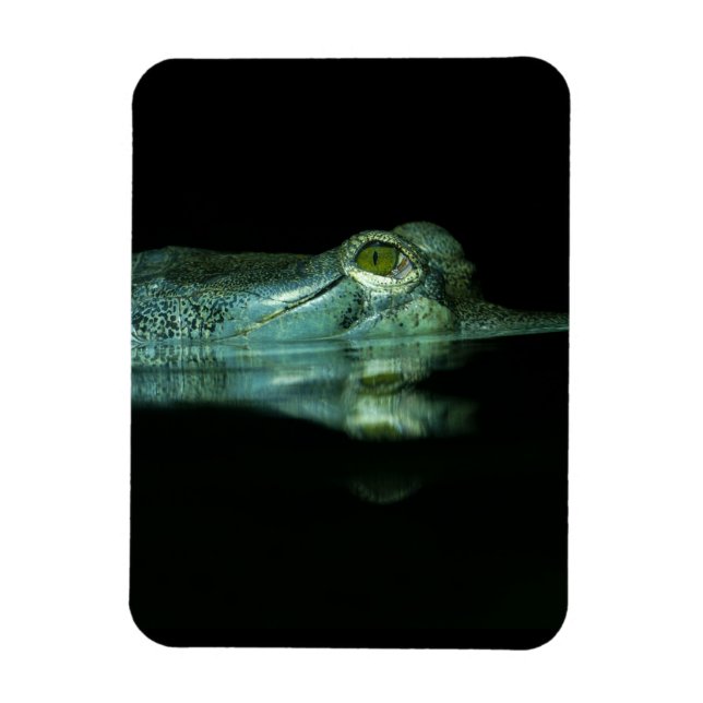 Íman O Olho Do Gavial (Vertical)