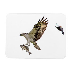 Íman O Osprey que está sendo perseguido por um vermelho