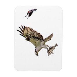 Íman O Osprey que está sendo perseguido por um vermelho