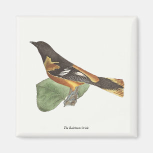 Íman O Ouro ou Baltimore Oriole (Icterus galbula)