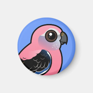 Íman O Parakeet de Bourke