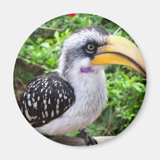 Íman O pássaro Hornbill aproxima-se olhando para a câme