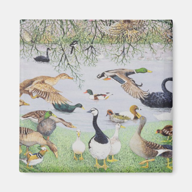 Íman O Pato Ímpar (Frente)