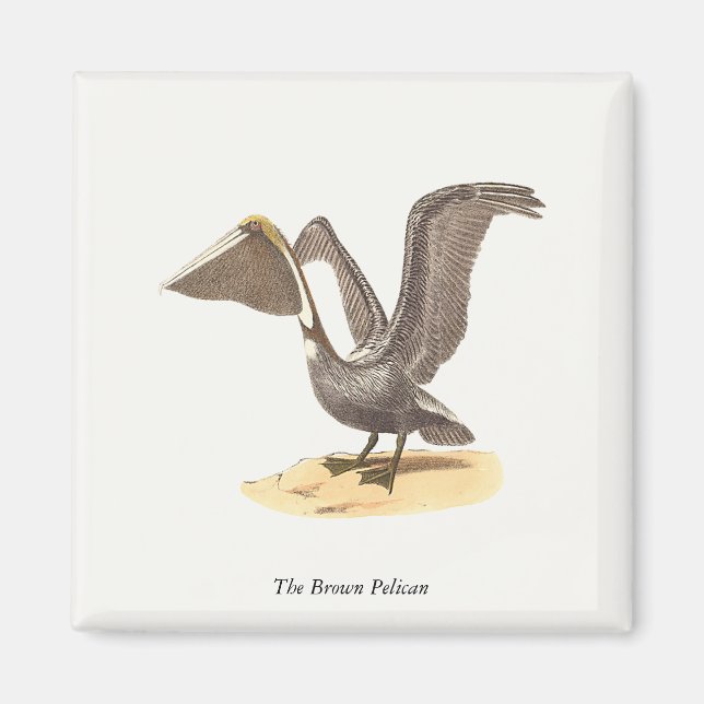 Íman O Pelicano marrom (Pelecanus occidentalis) NY Bird (Frente)