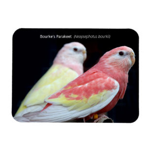 Íman O periquito de Rubino Bourke