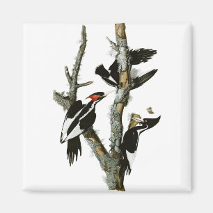 Íman O pica-pau Marfim-faturado de Audubon