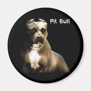 Íman O PITbull