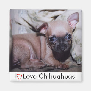 Íman O prazer do amante da chihuahua