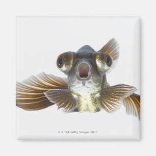 Íman O preto amarra o peixe dourado (o auratus do