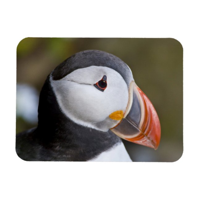 Íman O Puffin Atlântico, um pássaro marinho pelágico (Horizontal)