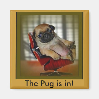 Íman O Pug está dentro!