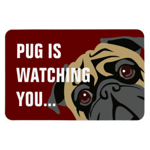 Íman O Pug está olhando