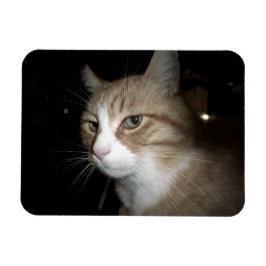 Íman O que ele está pensando?