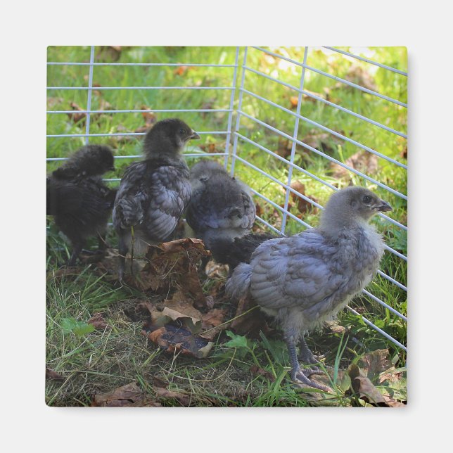 Íman O que está acima - bumbum da galinha (Frente)