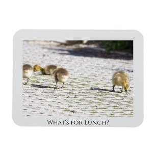 Íman O que há para o Lunch Magnet