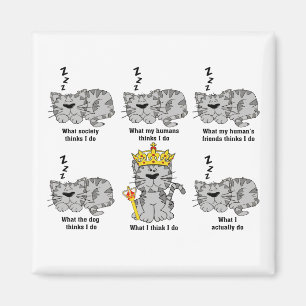 Íman O Que O Gato Acha Engraçado