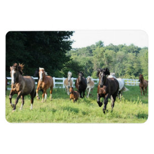 Íman O rebanho e o Herdmaster