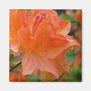 Íman O rododendro alaranjado Lemonara floresce o ímã